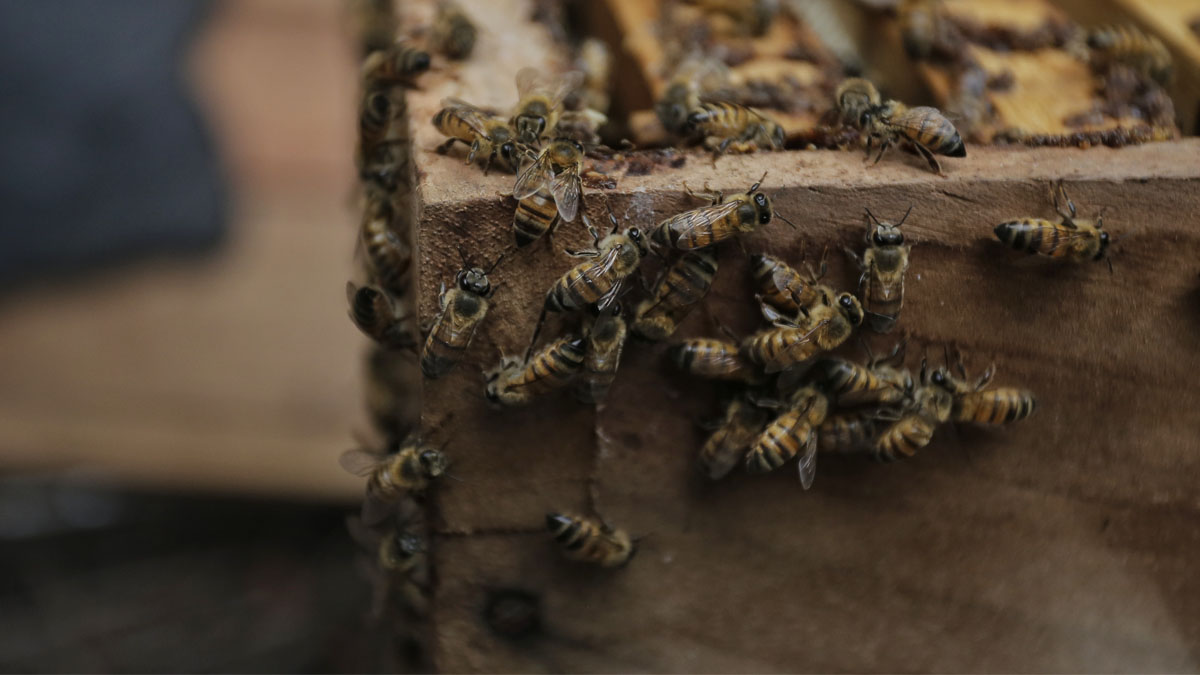 Luiz Jordans, un apicultor de 46 años, utiliza la miel como etanol (alcohol etílico) desde hace tres años, con el fin de reutilizar la miel que le sobraba. Foto: Colprensa
