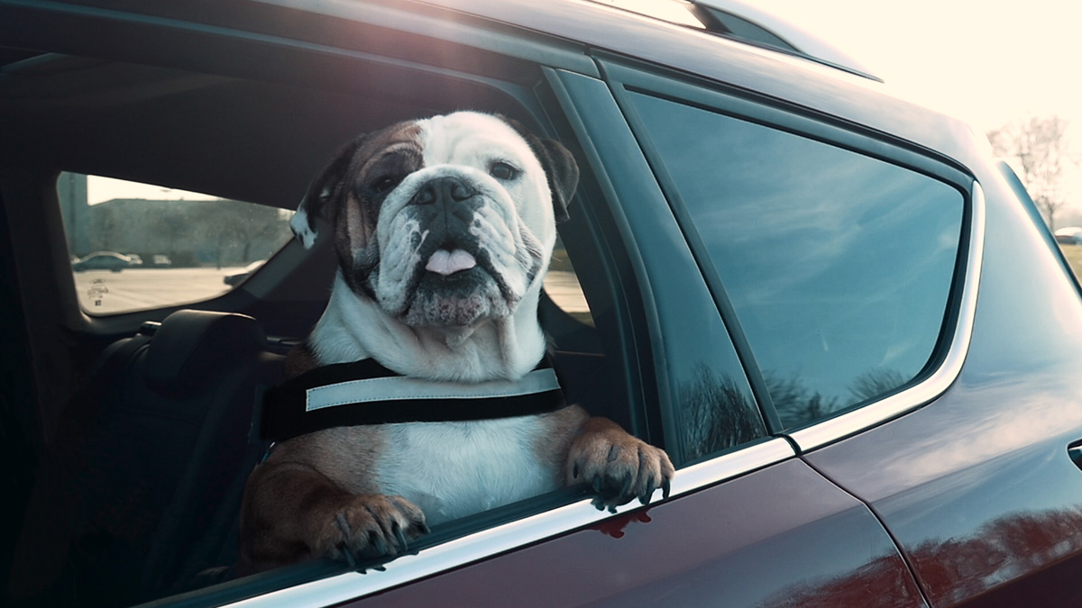 El 32% de los conductores que tiene perros admite no proteger a sus mascotas en el interior del vehículo cuando circulan por la carretera. Foto: Ford España