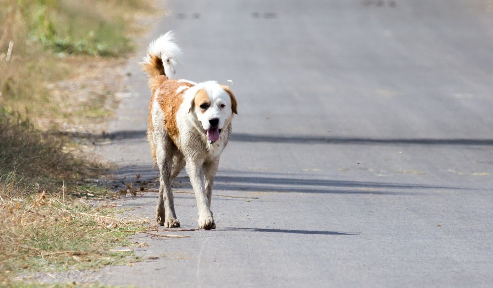 Atropellar un animal en carretera: ¿es solo un accidente o un delito?