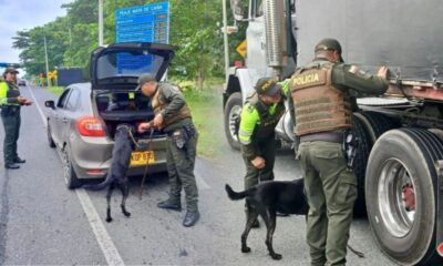 Caninos en operativos de tránsito: qué puede exigir la autoridad y qué debe cumplir el conductor