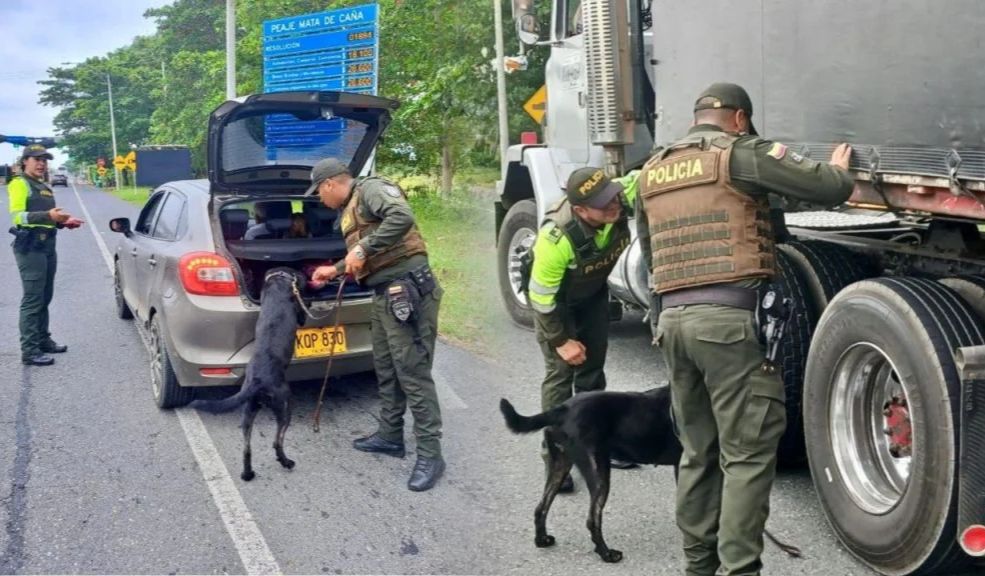 Caninos en operativos de tránsito: qué puede exigir la autoridad y qué debe cumplir el conductor