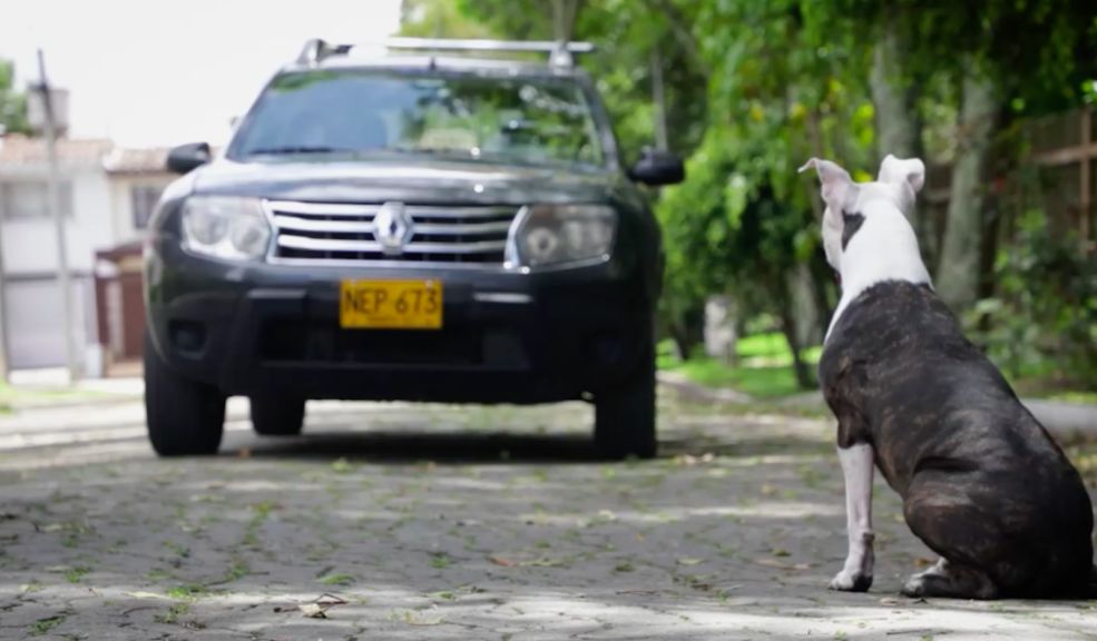 Caninos en operativos de tránsito: qué puede exigir la autoridad y qué debe cumplir el conductor