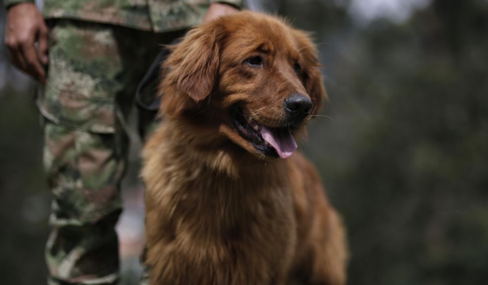 Caninos en operativos de tránsito: qué puede exigir la autoridad y qué debe cumplir el conductor