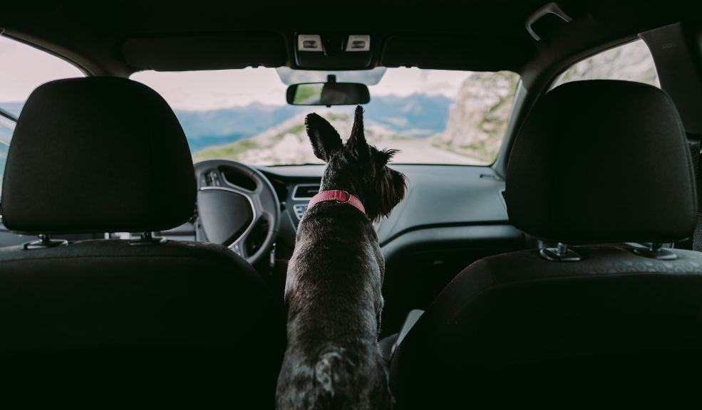 Mascotas en el carro accesorios y consejos para evitar asfixia o golpes de calor