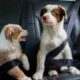 Mascotas en el carro accesorios y consejos para evitar asfixia o golpes de calor