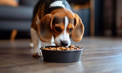 Control de peso y bienestar en perros adultos